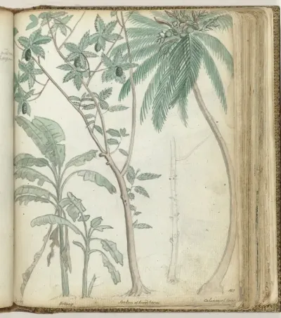 Tropische bomen