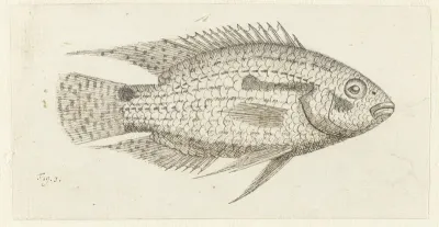 Tropische vis Chromis epse