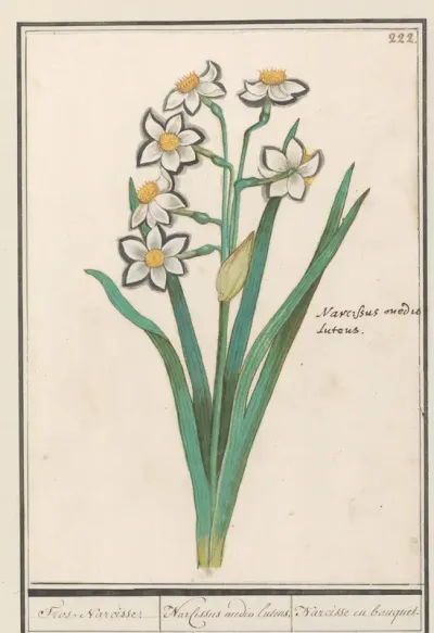 Trosnarcis (Narcissus)