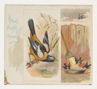 Troupial, from the Song Birds of the World series (N42) for Allen & Ginter Cigarettes