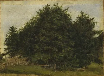 Trær