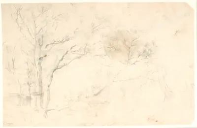 Træstudier