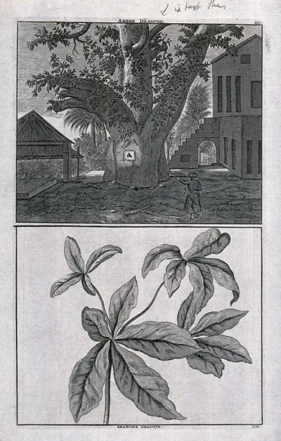 Trunk and branch of a sacred, East Indian "dragtoe" tree, in separate plates