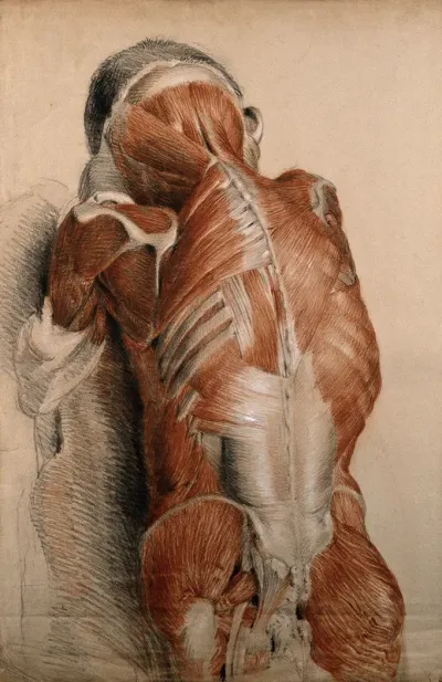 Trunk and neck of an écorché figure (life-size), lying prone: the ribs and scapula are also visible