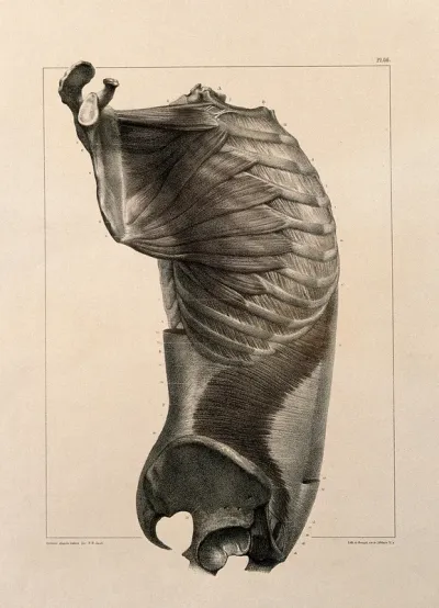 Trunk: side view, showing the muscles