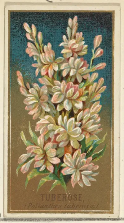 Tuberose (Pollanthes tuberosa), from the Flowers series for Old Judge Cigarettes