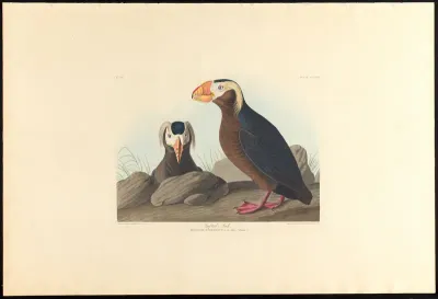 Tufted Auk