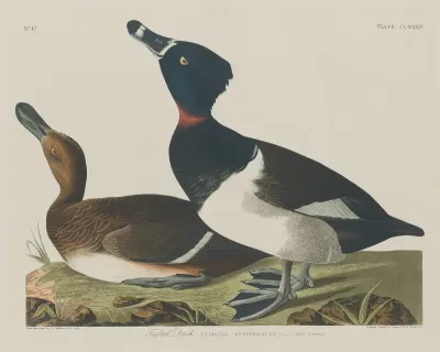 Tufted Duck