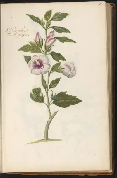 Tuinhibiscus (Hibiscus syriacus)