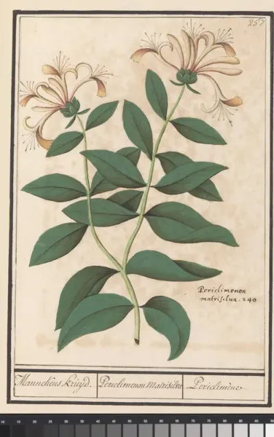 Tuinkamperfoelie of gewone kamperfoelie (Lonicera caprifolium)