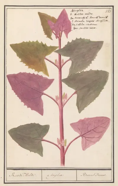 Tuinmelde (Atriplex hortensis)
