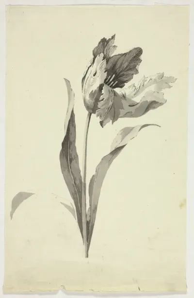 Tulip