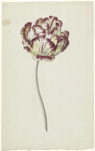 Tulip