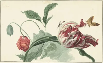 Tulip and a Poppy