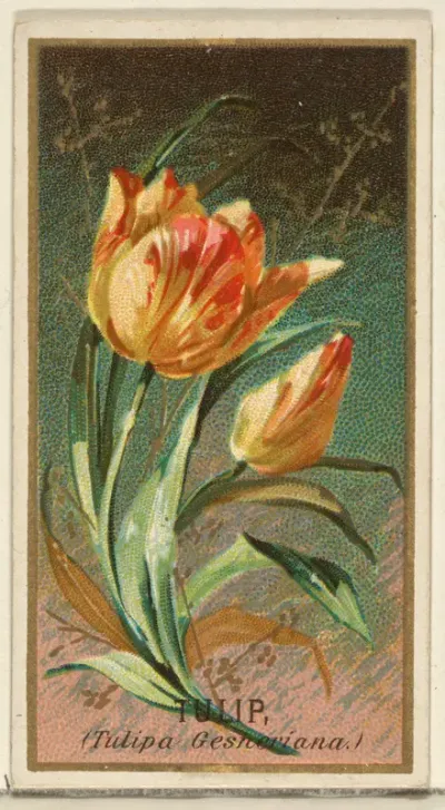 Tulip (Tulipa Gesheriana), from the Flowers series for Old Judge Cigarettes