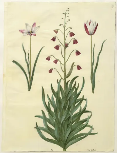 Tulipa clusiana (clusius-tulipan); Fritillaria persica (persisk fritillaria)