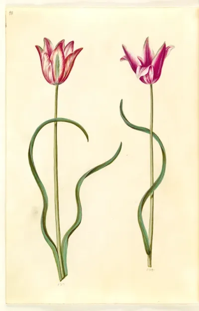 Tulipa clusiana (clusius-tulipan)