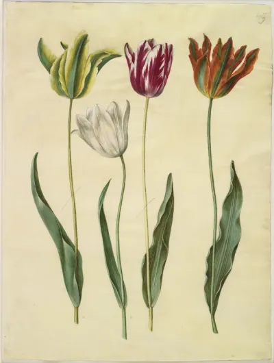Tulipa gesneriana (have-tulipan)