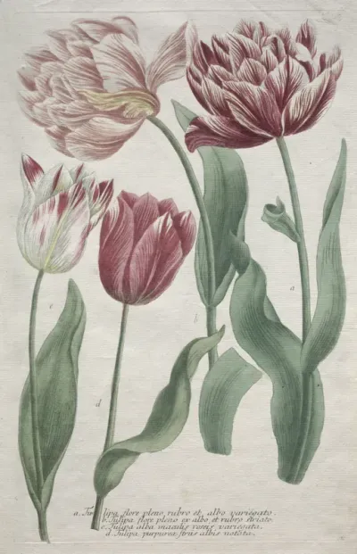 Tulips