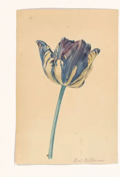Tulp