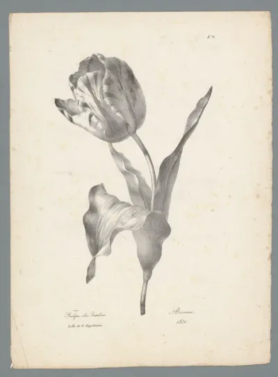 Tulp