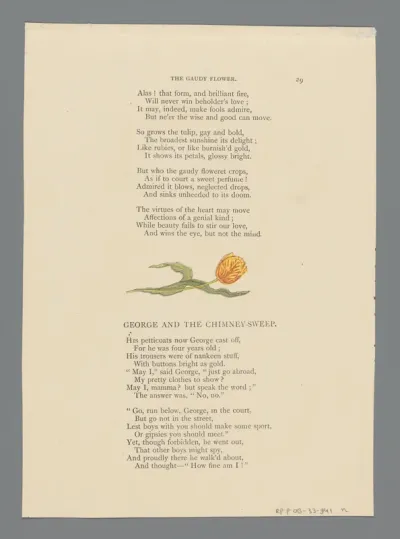 Tulp