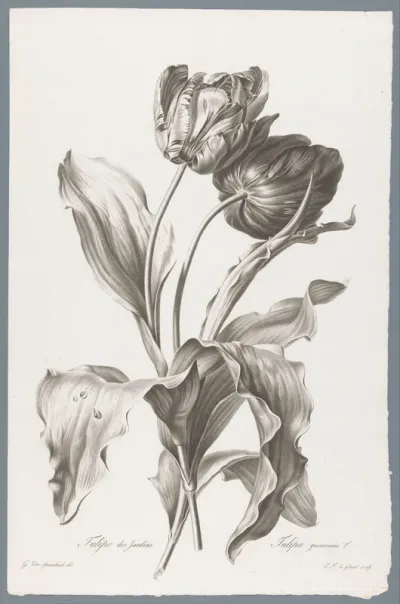 Tulp