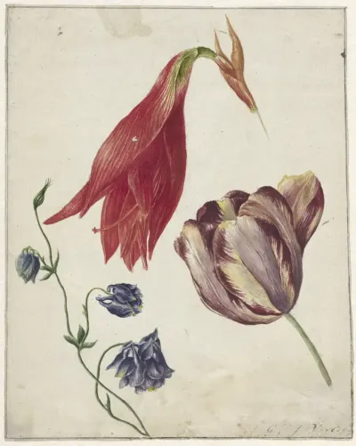 Tulp, akelei en amaryllis