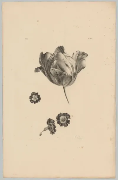 Tulp en andere bloemen