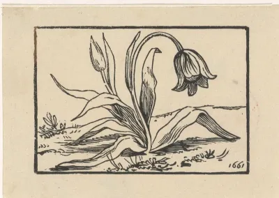 Tulp in bloei