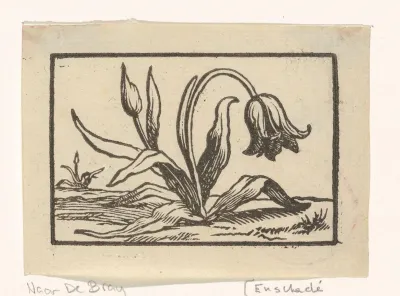 Tulp in bloei