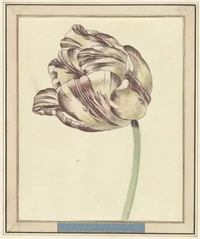 Tulp, met de naam Bisar, Staaten Generaal