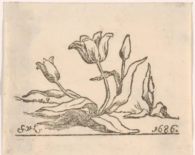 Tulp met drie bloemen