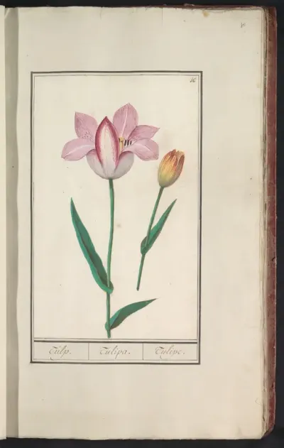 Tulp (Tulipa)