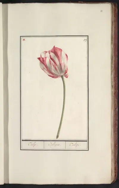 Tulp (Tulipa)