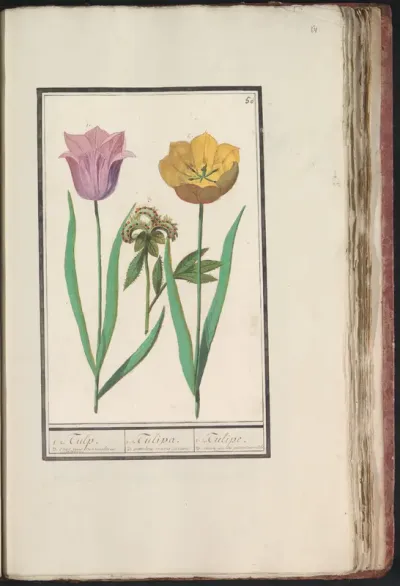 Tulp (Tulipa) en pioenroos (Paeonia)