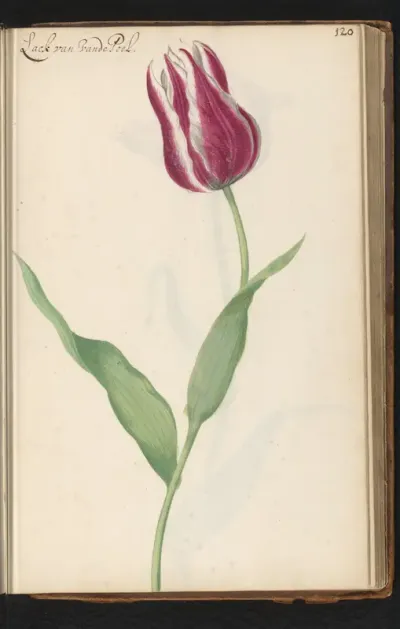 Tulp (Tulipa) genaamd Lack van Vandepoel