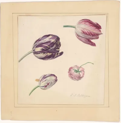 Tulpen