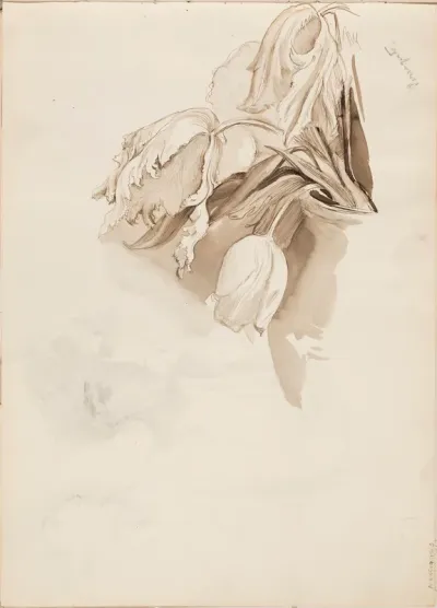 Tulppaaneita