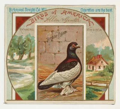 Tumbler Pigeon, from the Birds of America series (N37) for Allen & Ginter Cigarettes