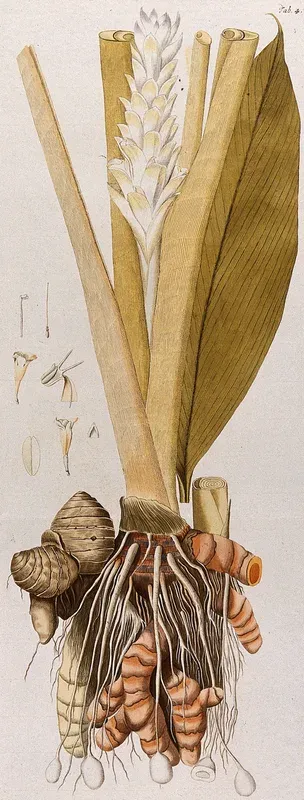 Tumeric (Curcuma longa L.): rhizome with flowering stem and separate leaf and floral segments