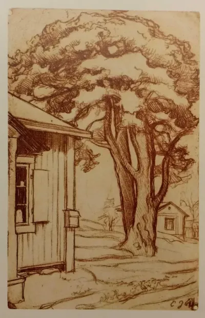 Tuomalan mänty II