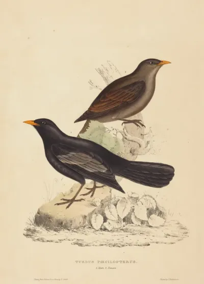 Turdus Poecilopterus (Aztec Thrush)