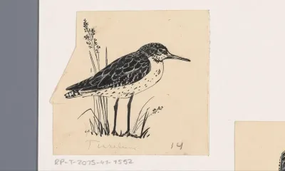 Tureluur