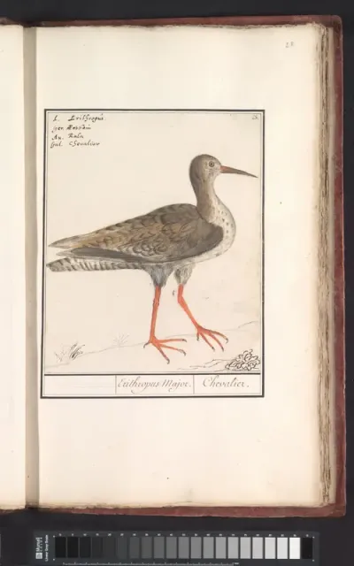 Tureluur (Tringa totanus)