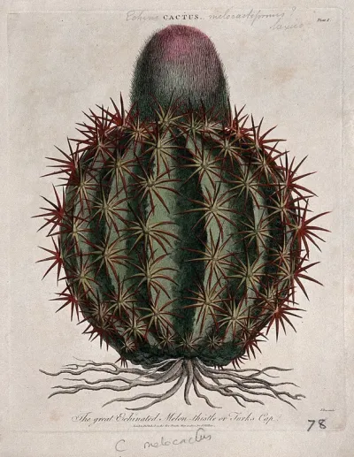 Turk's cap cactus (Melocactus communis): flowering plant