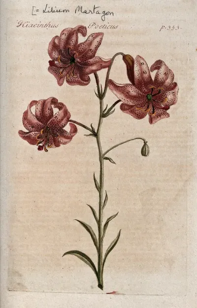 Turk's-cap lily (Lilium martagon): flowering stem