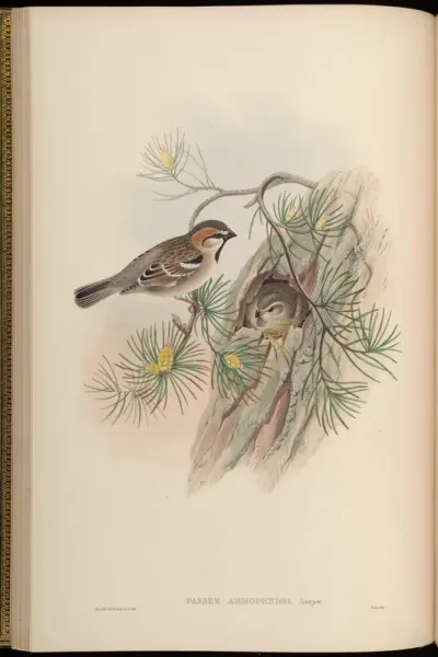 Turkestan Sparrow