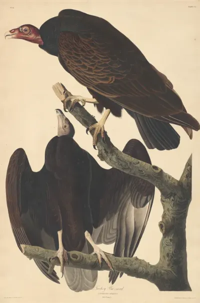 Turkey Buzzard