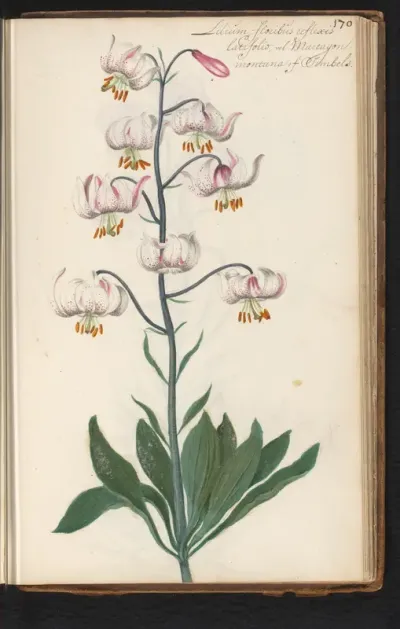 Turkse lelie (Lilium martagon)